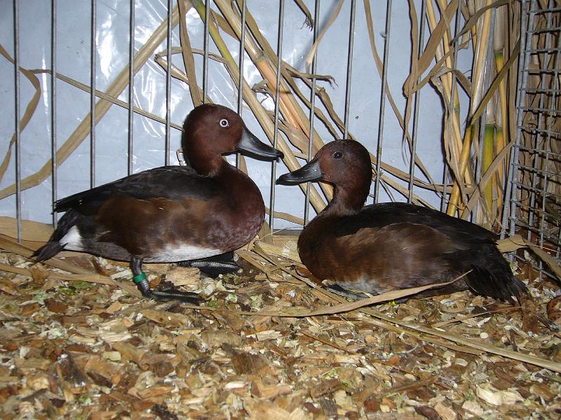 Mastholte 2008 111.jpg - Moorenenten von Maik Einhoff sg 95 z